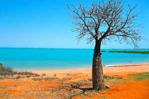 Boab tree Broome