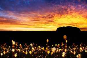 Field-of-Light-Uluru 2