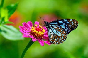 Queensland - the blue tiger butterfly a beautiful tropical butterfly – luxury short breaks on a private aircraft