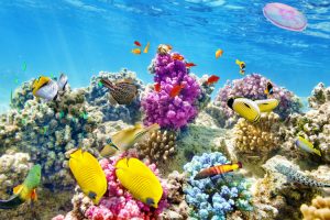 Great Barrier Reef - swim or snorkel with tropical fish and coral reef systems – luxury short breaks on a private aircraft