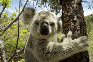 Magnetic Island - Koala in tree – Bill Peach Journeys