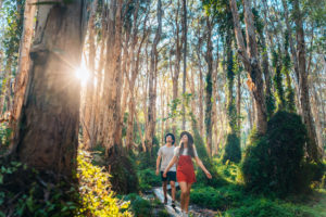 Paperbark Trail - people walking among the tall trees – luxury short breaks Queensland