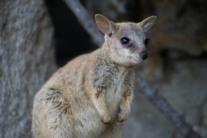 Magnetic Island - rock wallaby in its natural habitat – luxury short breaks on a private aircraft