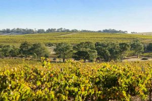 Barossa Valley - vineyards covering the rolling hills - Outback Australia Flinders Ranges
