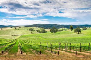 Barossa Valley - fresh vines growing - Outback Australia Flinders Ranges