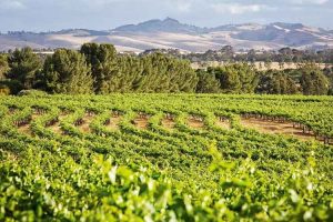 Barossa Valley - vineyards with mountains in the background - Outback Australia Flinders Ranges