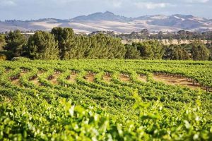 Barossa Valley - vineyards with mountains in the background - Outback Australia Flinders Ranges