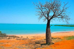 Broome - boab tree growing near the beach - Luxury Private Air Tour Australia