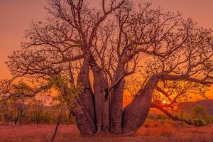 El Questro - boab tree with a fiery red sunset - Luxury Private Kimberley Air Tour