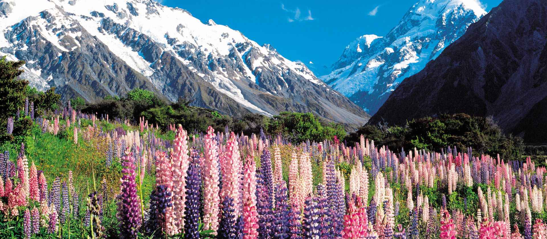 New Zealand TranzAlpine & Glaciers