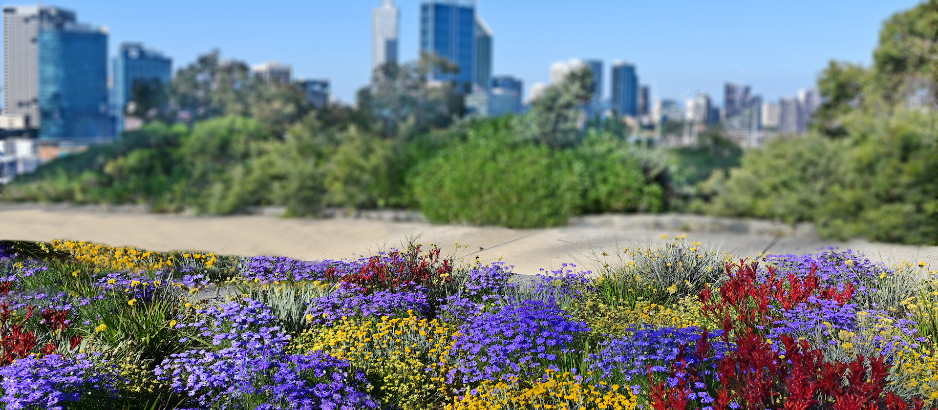 Wildflowers of Perth & Margaret River