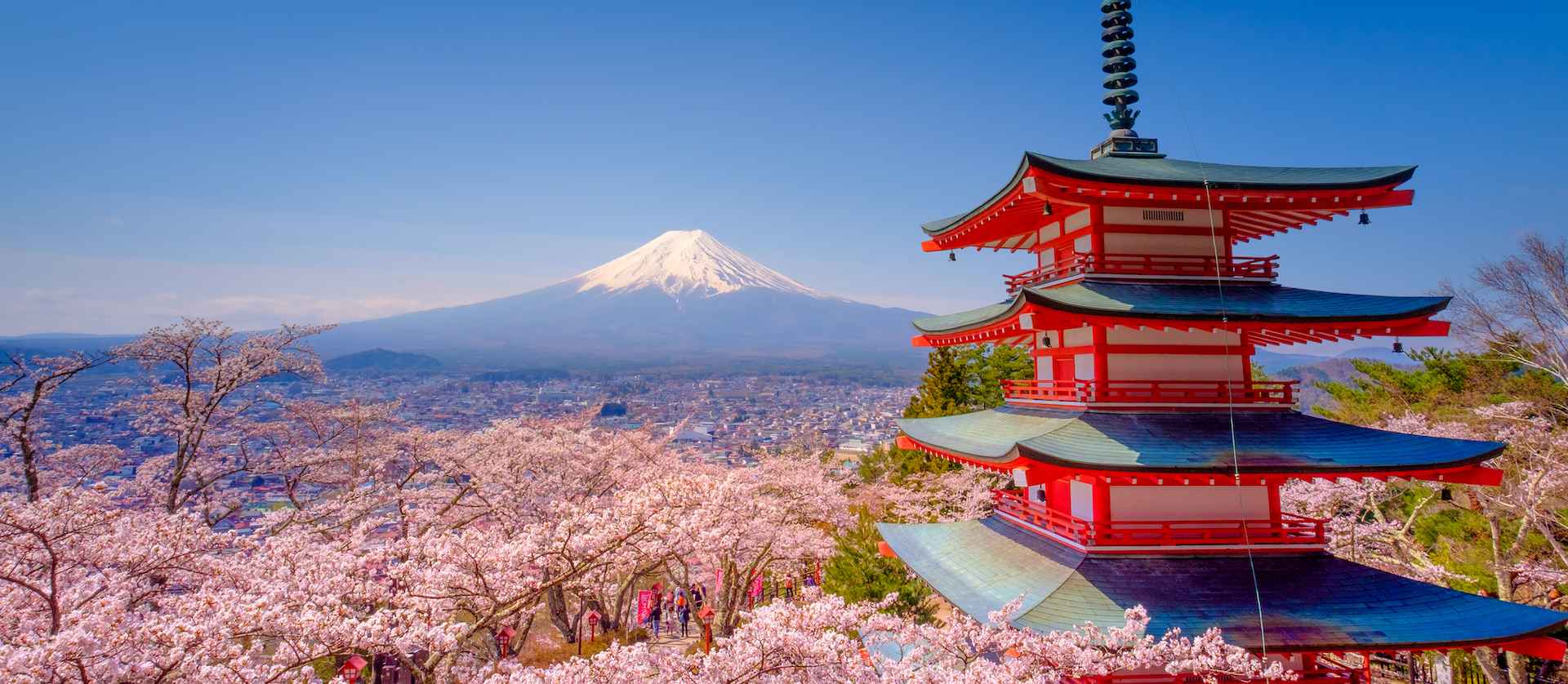 Japan Cherry Blossom Tour