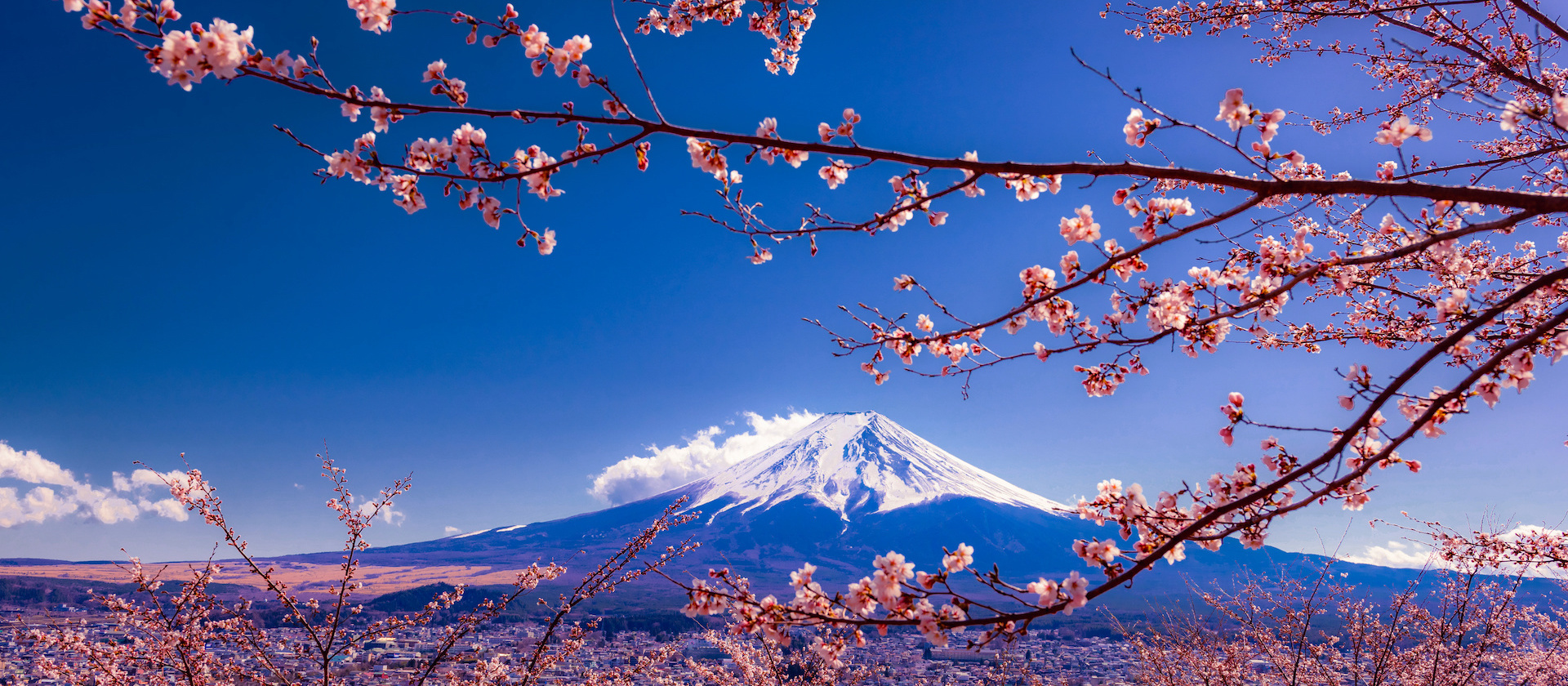 Cherry Blossoms of Japan