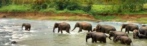 Sri Lanka - Elephants - Bill Peach Journeys