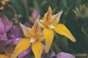 Cowslip orchid (Cladenia flava) in flower