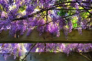 Mornington Peninsula - Jacaranda in full bloom - luxury short break