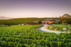 McLaren Vale - lush vineyard of Coriole Vineyard - luxury short stay South Australia
