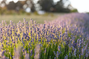 McLaren Vale - Jurlique Farm, lavender in full bloom - luxury short break South Australia