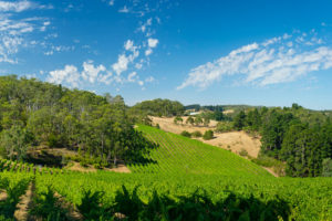 Mount Lofty - vineyard set in the hills of Mount Lofty Ranges - luxury solo tour