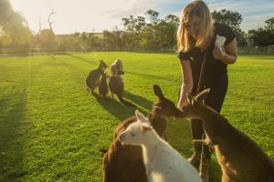 Port Lincoln - feeding the kangaroos at Glen Forest Tourist Park - luxury short breaks South Australia