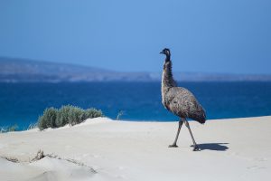 Port Lincoln - emus taking in the view of the ocean - luxury short breaks South Australia
