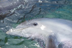 Whyalla - dolphin playing in the waters - luxury short breaks South Australia