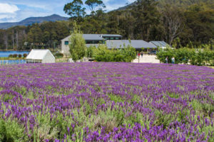 Port Arthur - lavender farm and tour - Luxury short breaks Australia