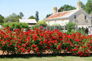 Woolmers Estate - National rose garden in Tasmanian World Heritage Site - Luxury Short Breaks Australia