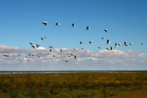 Lake Eyre – wildlife on Lake Eyre channel country – Luxury short breaks