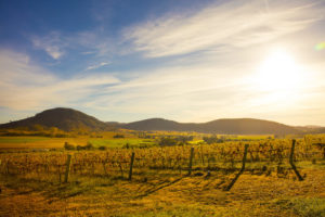 Mudgee - scenic country landscapes surrounding a vineyard in Mudgee - luxury short break New South Wales