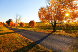 Orange - colours of the autumn orchard - luxury short break NSW