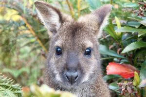 Tasmania - wallaby in the wilderness - luxury short breaks Tasmania