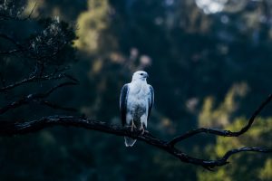Tasmania - white-bellied sea eagle - luxury short breaks Tasmania