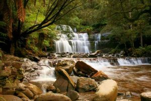 Liffey Falls - wet eucalypt and fern forest - luxury short breaks Tasmania