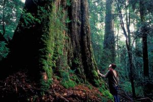 Tasmania - up close with nature and towering trees - luxury short breaks Tasmania
