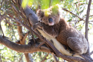 Koala hanging in tree - luxury solo tours