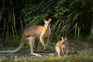Far North Queensland - Kangaroos at Thala Beach Nature Reserve - Luxury Short Break