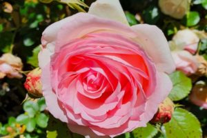 Tambea Private Gardens - Riverina - Roses