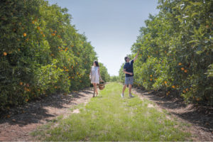 Catania - Hanwood orange fruit farm - Destination NSW