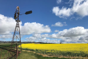 Wagga Wagga - yellow canola fields - luxury Solo Tours