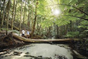 Fraser Island - Central Station bushwalk - Luxury solo tours