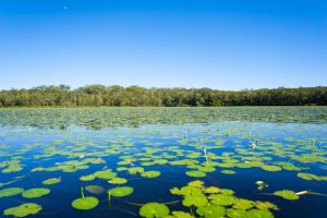 Noosa - lilypads on the everglades - Luxury short breaks Australia