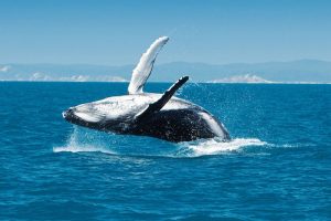 Fraser Island - Humpback whale tours - Luxury short breaks Australia