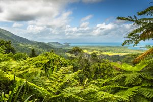 Daintree Rainforest - the world's oldest rainforest - Luxury solo tours