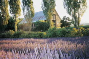 Shepherds Flats, Victoria - Lavandula Lavender Farm - luxury short breaks Victoria