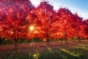 Victoria - regional Victorian autumn leaves in bright red - Luxury short breaks Australia