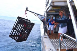 Perth - catching lobsters for fresh seafood lunch on board cruise - Luxury short breaks Western Australia