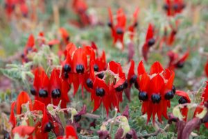 Western Australia - Desert Sturt Pea Flower - Luxury short breaks Australia