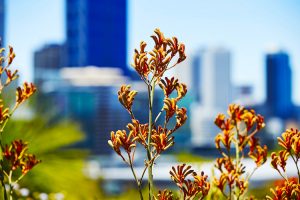 Perth - Kings Park and Botanical Gardens flowers with the city in the background - Luxury solo tours
