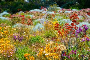 Perth - many colours of wildflowers in Botanic Gardens - Luxury short breaks Australia